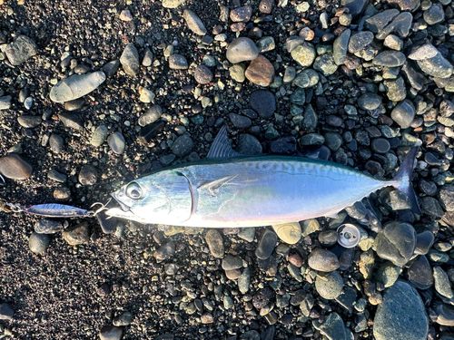 ヒラソウダの釣果