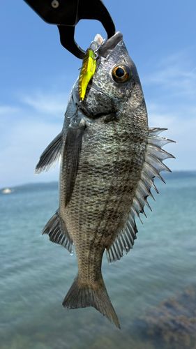 のとじま臨海公園海づりセンター