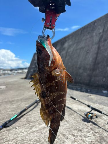 キジハタの釣果