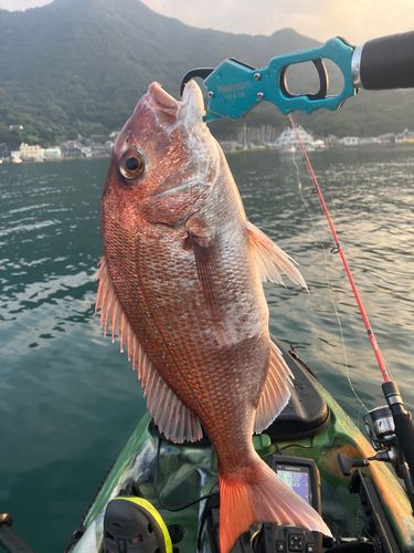マダイの釣果