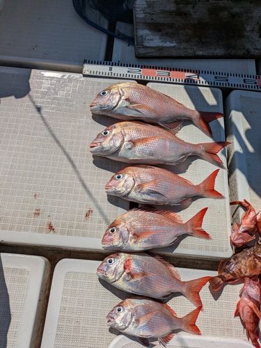 タイの釣果