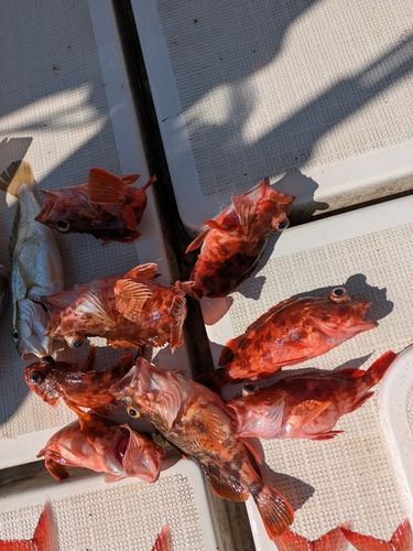 アラカブの釣果