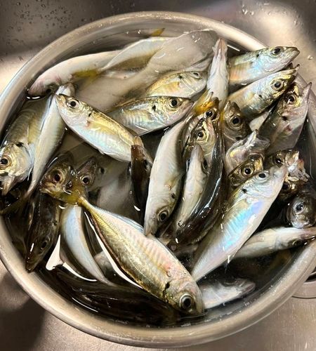 アジの釣果