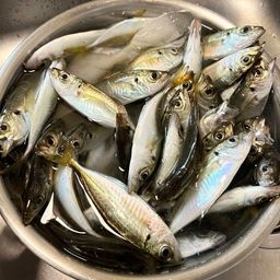 アジ