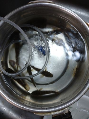 マハゼの釣果