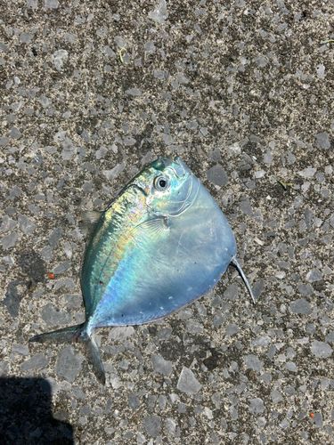 ギンカガミの釣果