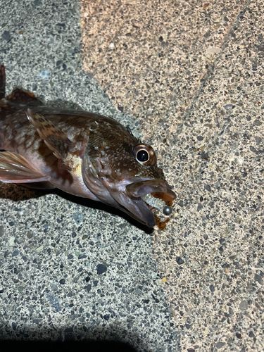 カサゴの釣果