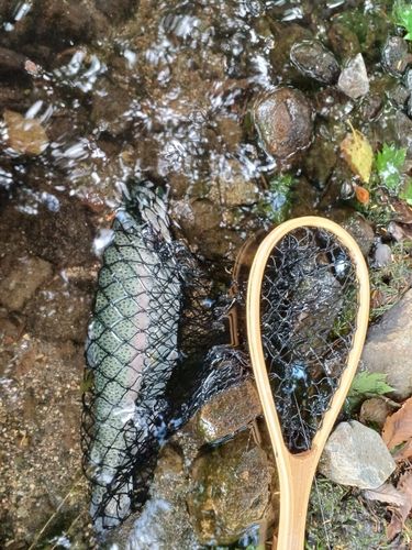 ニジマスの釣果