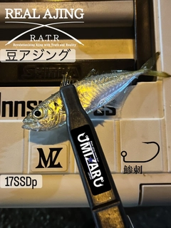 マアジの釣果