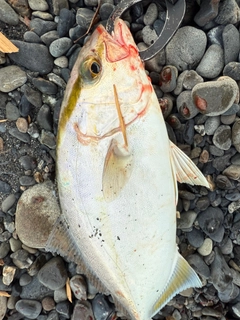 ショゴの釣果
