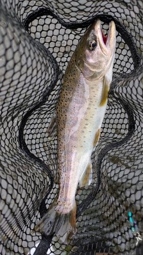 トラウトの釣果