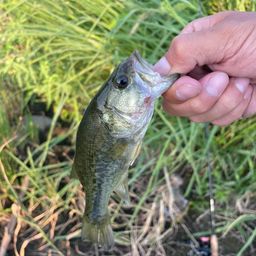 スモールマウスバス