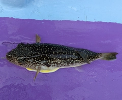 ショウサイフグの釣果