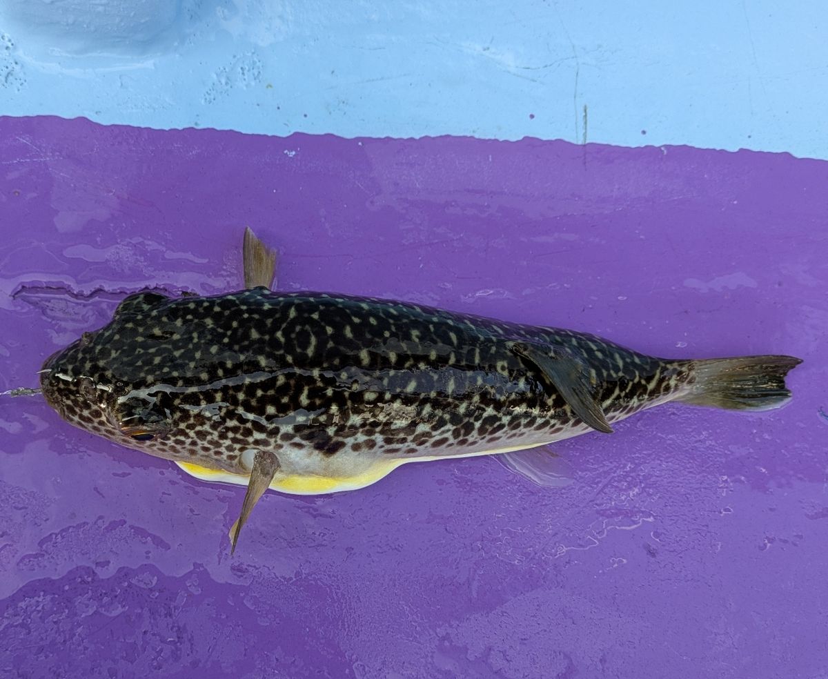 釣りバカじいさんさんの釣果 1枚目の画像
