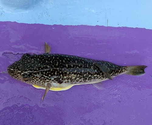 ショウサイフグの釣果