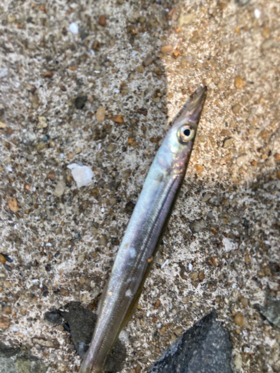 カマス