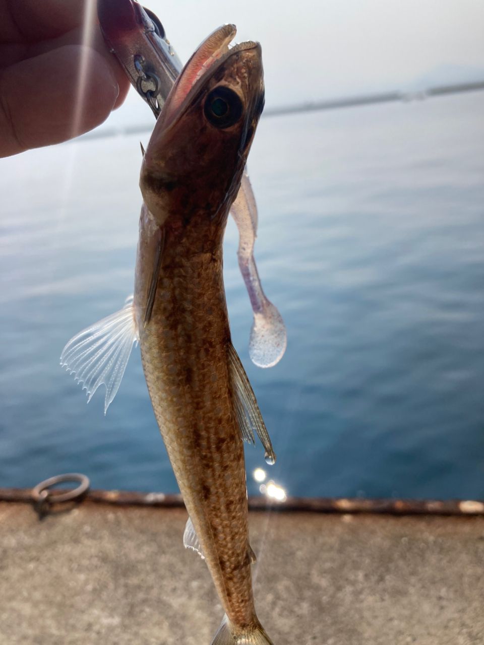 カマス