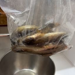 マハゼ