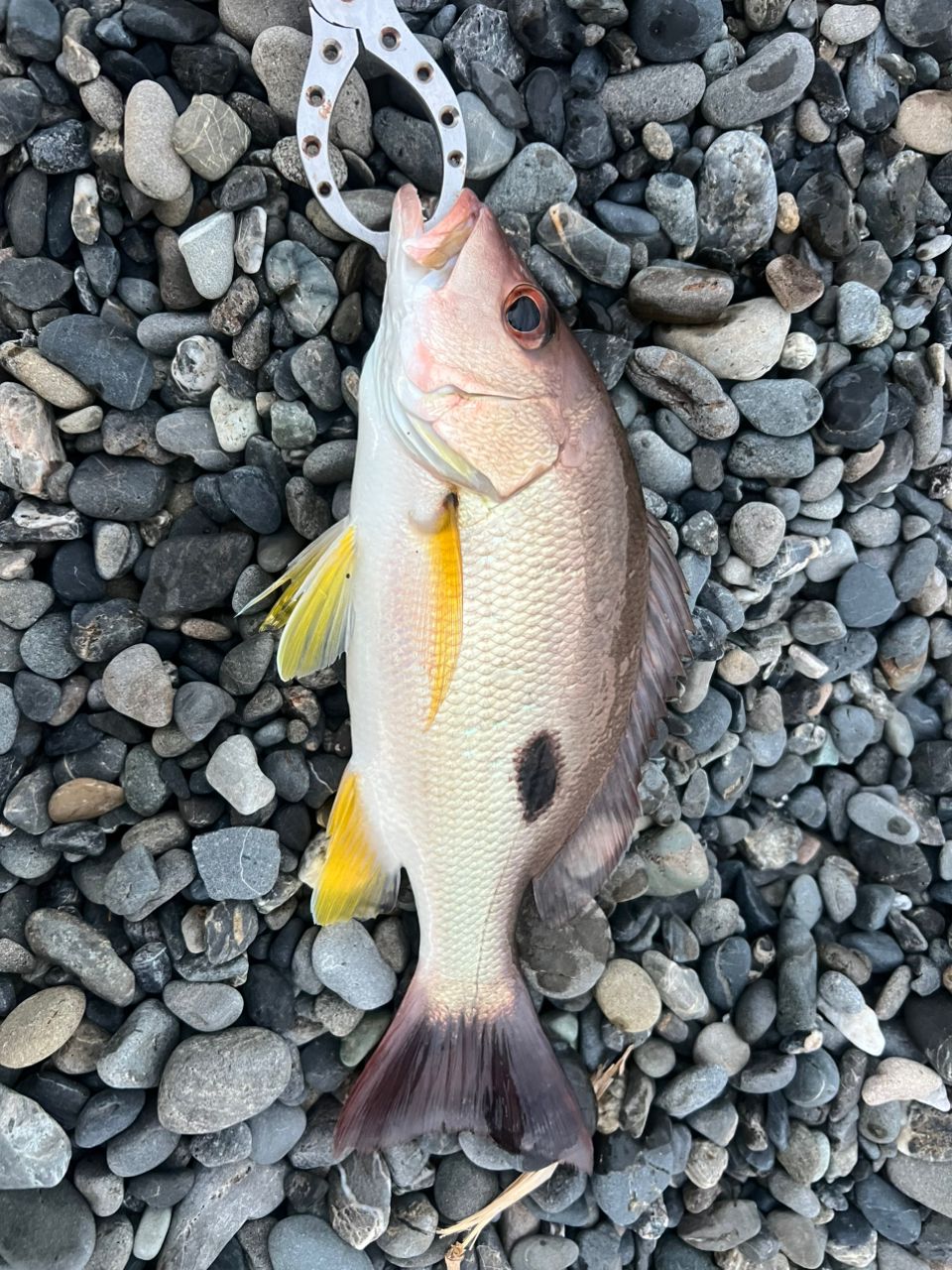 クロホシフエダイ