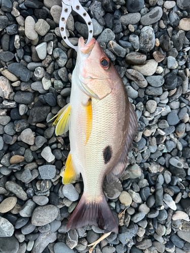 クロホシフエダイの釣果