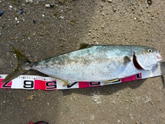 ヒラマサの釣果