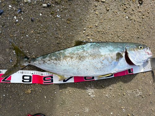 ヒラマサの釣果