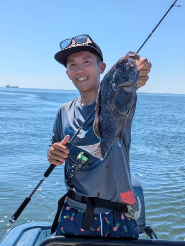 クロソイの釣果