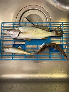 オオニベの釣果