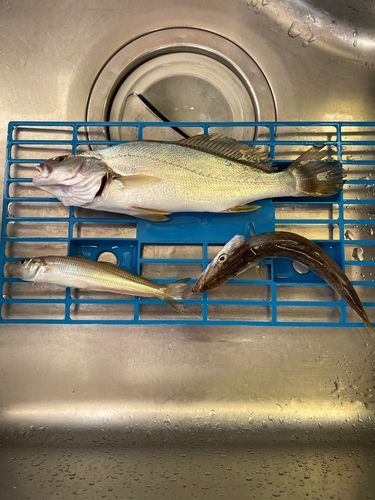 オオニベの釣果