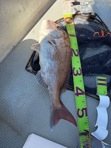 瀬戸内海