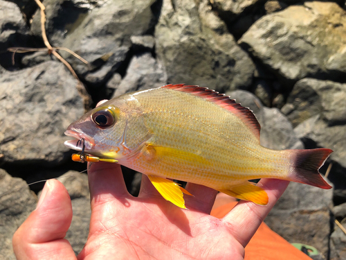 奄美大島で釣れたオキフエダイの釣り・釣果情報 - アングラーズ