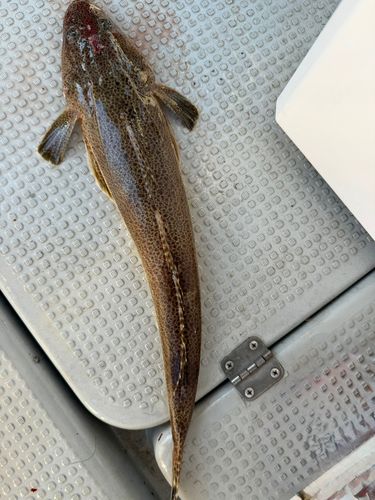 コチの釣果