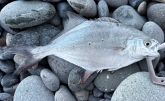 コバンアジの釣果