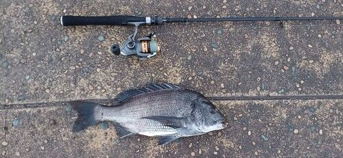 クロダイの釣果