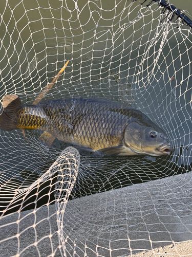 コイの釣果