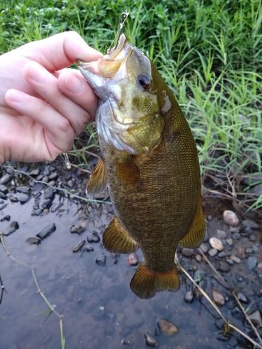 スモールマウスバスの釣果