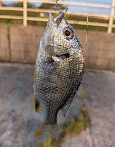キビレの釣果