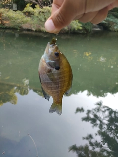 ブルーギルの釣果