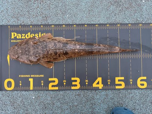 マゴチの釣果