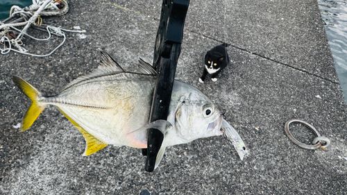 メッキの釣果