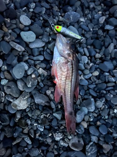 ネンブツダイの釣果
