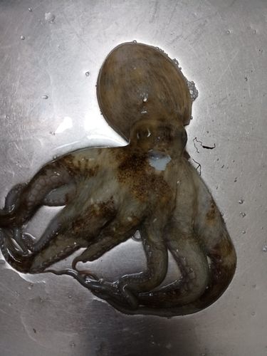 マダコの釣果