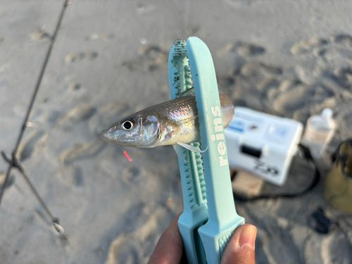 釣果