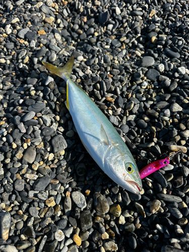 ワカシの釣果