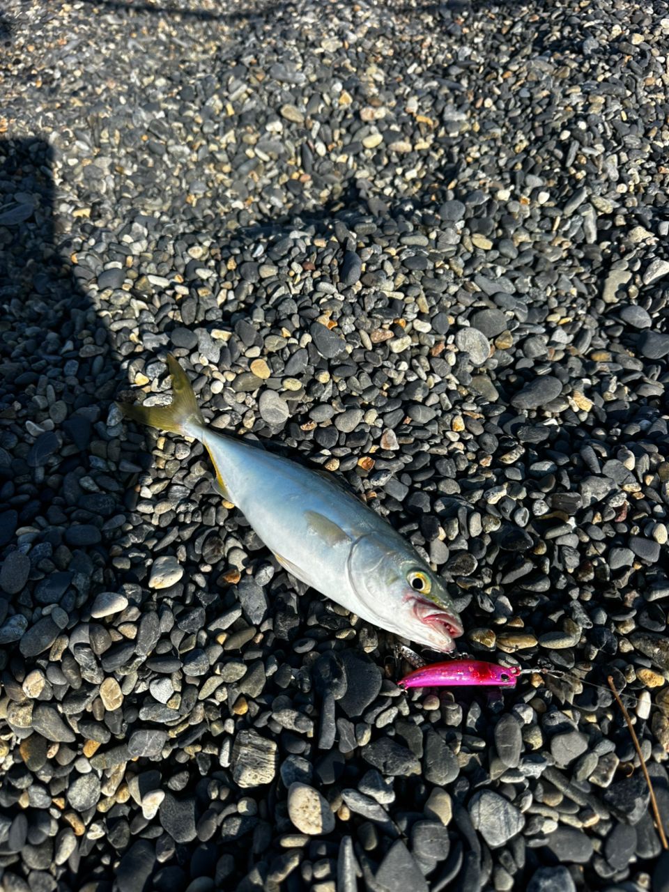 ワカシ