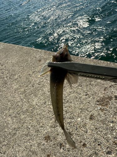 メゴチの釣果