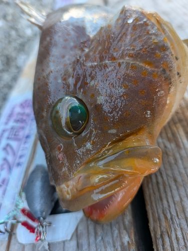 アオハタの釣果