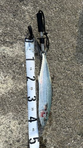 サゴシの釣果