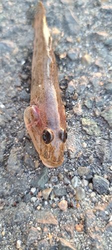 マハゼの釣果