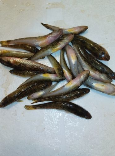 マハゼの釣果